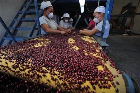 images_SECCIONES_PAGINA_WEB_CRONICATN8_ECONOMIA_2014_Julio_01_AL_06_Nicaragua_importa_frijol-03072014