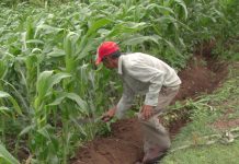 Productores esperanzados con lluvias