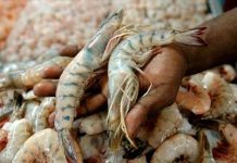 Nicaragua aspira a convertirse en primer productor de camarón de cultivo