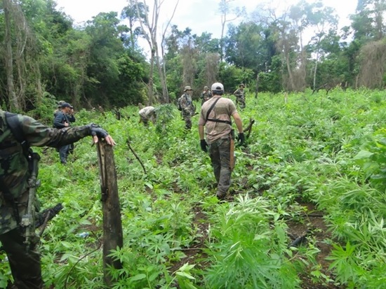 images_SECCIONES_PAGINA_WEB_CRONICATN8_INTERNACIONALES_2014_Agosto_11_AL_17_Decomisan_492_toneladas_marihuana_Paraguay_-13082014