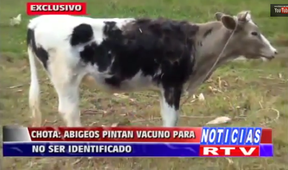 images_SECCIONES_PAGINA_WEB_CRONICATN8_INTERNACIONALES_2014_Agosto_11_AL_17_VACA_ROBADA15