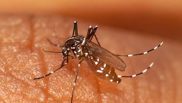 images_SECCIONES_PAGINA_WEB_CRONICATN8_INTERNACIONALES_2014_Agosto_11_AL_17_chikungunya_160814