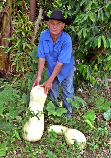 CUBA-SANCTI SPIRITUS-CALABAZÓN PARA LA CENA FAMILIAR DE VERANO