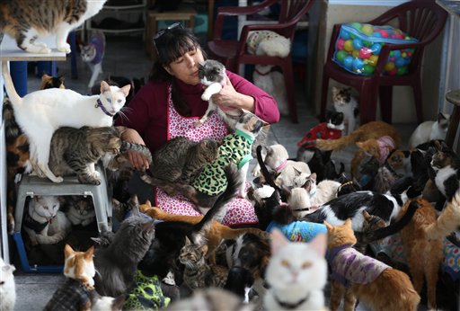 PERU GATOS CON LEUCEMIA
