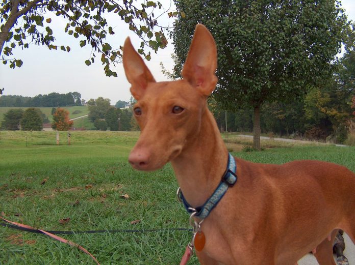 NUEVAS RAZAS CANINAS
