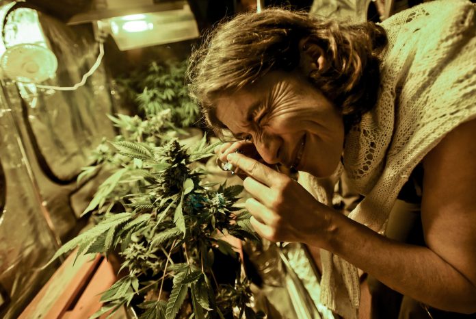 URUGUAY-MARIHUANA