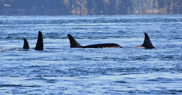images_SECCIONES_PAGINA_WEB_CRONICATN8_INTERNACIONALES_2014_Diciembre_1_AL_7_ORCA_MUERE_CANADA05