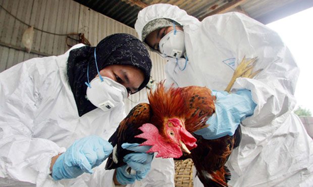Malaysian health officials take blood sample from chicken before gassing takes place in village of Pasir Pekan