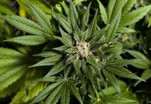 NY permitiría uso limitado de marihuana medicinal
