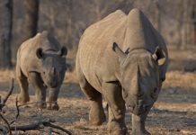 Subastan permiso para cazar rinocerontes negros en Namibia