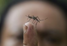 Liberarán cientos de mosquitos «transgénicos» para combatir dengue en Panamá