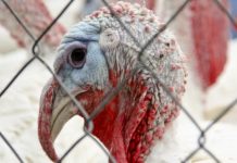 Cuando el pavo inspira un detector químico portátil
