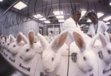Sao Paulo prohíbe uso de animales en pruebas de la industria cosmética