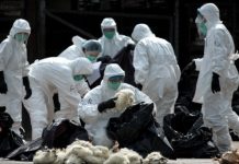 Hong Kong sacrifica 20.000 pollos tras descubrimiento de foco de H7N9