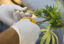 EEUU: campaña a favor de marihuana medicinal en Florida supera expectativas