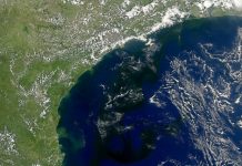 Mancha de algas en litoral brasileño por fuerte verano austral