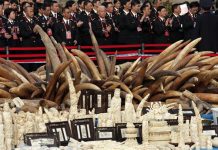 China destruye 6 toneladas de marfil