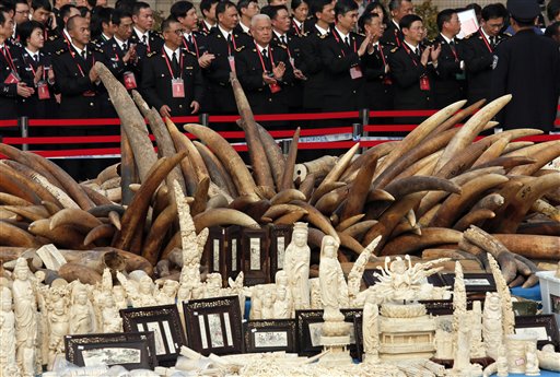 CHINA MARFIL DESTRUCCION