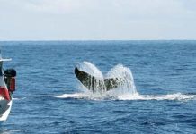México: ballena choca contra bote, hiere a cuatro