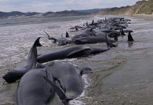 Casi 40 ballenas mueren por quedar varadas en Nueva Zelanda