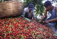 El café alcanza sus precios más altos en meses por el calor en Brasil