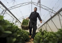 Gaza: el cultivo de hierbas como salida al bloqueo