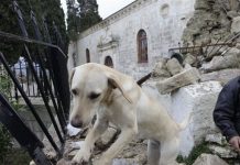 Auxilian a los desamparados por sismo en Grecia
