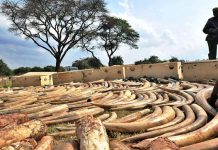 Confiscan 4 toneladas de marfil en Togo listas para ser enviadas a Vietnam