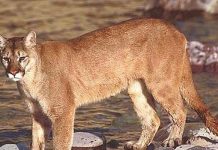 Indigente sobrevive a ataque de puma en California