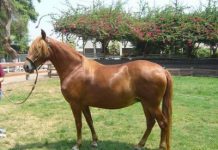 Expondrán mejores ejemplares de caballos peruanos