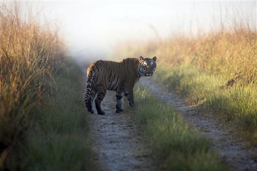INDIA-TIGRE