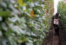Vende Colombia 500 millones de flores en Día de San Valentín