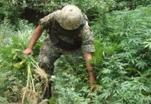 Izquierda mexicana propone regular venta de marihuana en la capital