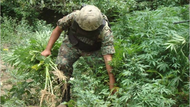 images_SECCIONES_PAGINA_WEB_CRONICATN8_INTERNACIONALES_2014_Febrero_DEL_10_FEB_AL_16_marihuana-mexico-13022014