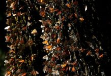 Intelectuales piden proteger mariposas monarcas