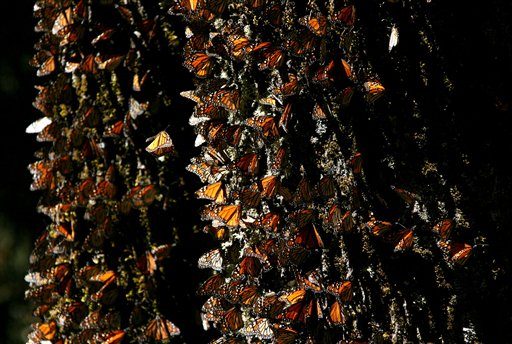 MEXICO-MARIPOSAS MONARCA