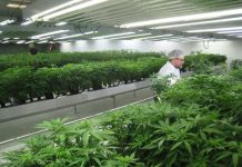 Cannabis con fines medicinales, un buen negocio en Canadá