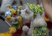 Perros desfilan en su carnaval en Río de Janeiro