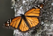 Norteamérica acuerda proteger mariposas monarca