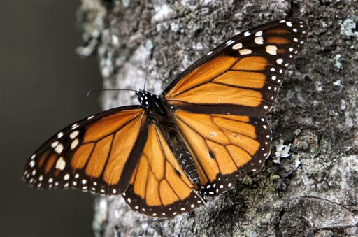 MEXICO-MARIPOSAS MONARCA