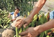 Rescatan en centro de México a once menores explotados en campo agrícola