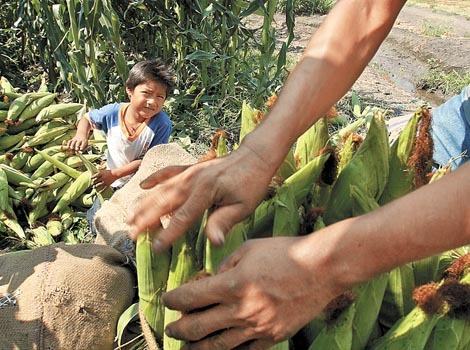 images_SECCIONES_PAGINA_WEB_CRONICATN8_INTERNACIONALES_2014_Febrero_DEL_17_AL_23_ninosagricmexico19