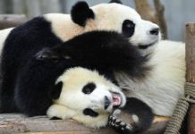 Una pareja de osos panda de China viajará a Bélgica