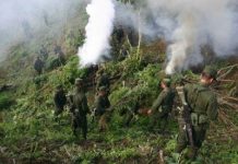 Paraguay erradica casi 400 hectáreas de plantíos de marihuana