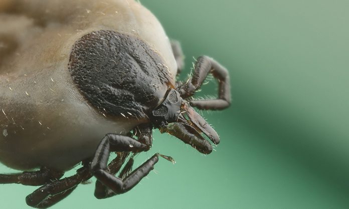 images_SECCIONES_PAGINA_WEB_CRONICATN8_INTERNACIONALES_2014_Febrero_DEL_24_AL_2_DE_MARZO_Garrapata_Aesina