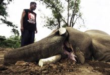 Cazadores matan a elefante en importante refugio de animales en Tailandia