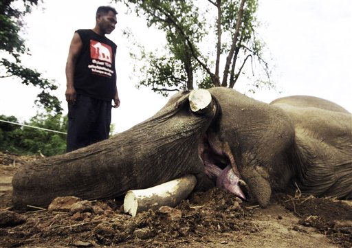 TAILANDIA-ELEFANTE