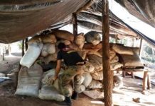 Paraguay decomisa 8,5 toneladas de marihuana