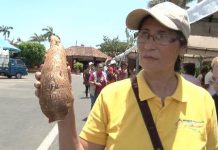 Feria, degustación y exposición de un alimento sano y beneficioso