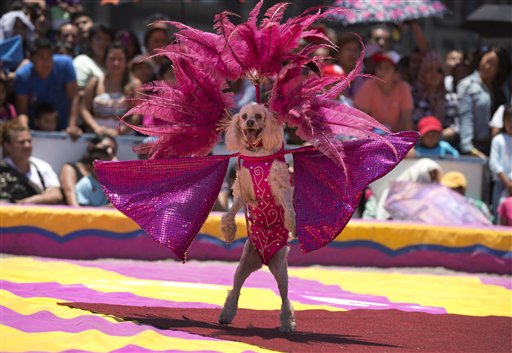 MEXICO-CIRCOS